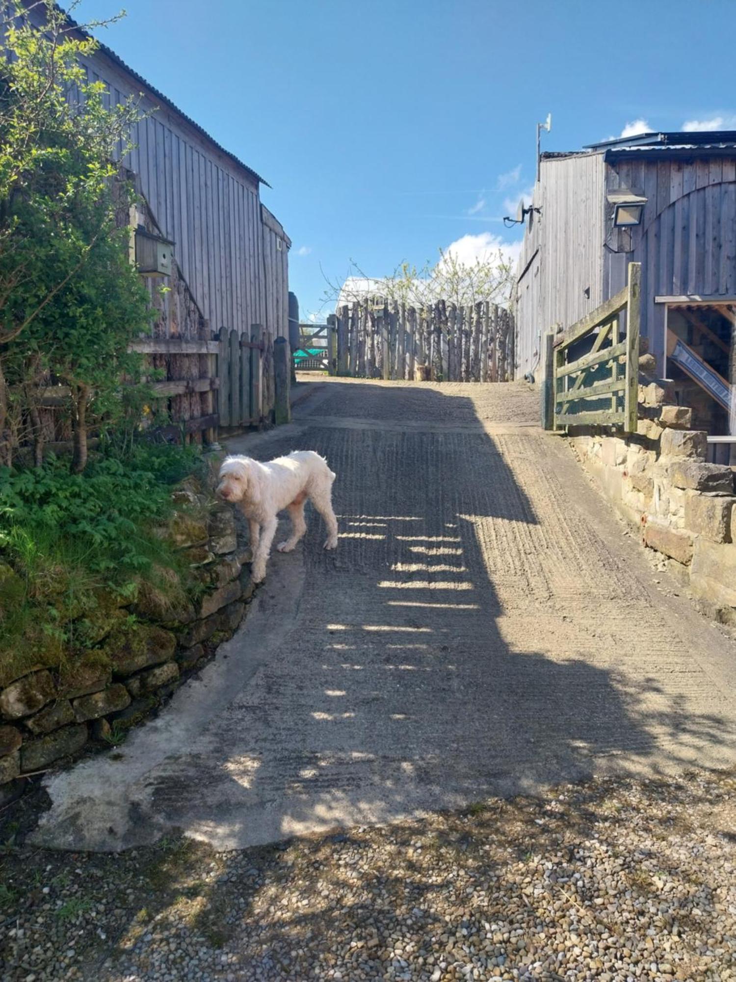 Meadowbeck - Shepherd Huts Fylingdales Екстериор снимка